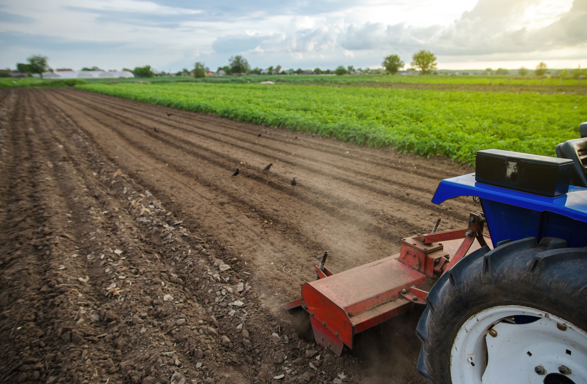A tractor with a milling machine is cultivating a farm field.